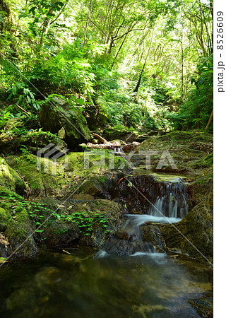 やんばるの清流 8526609