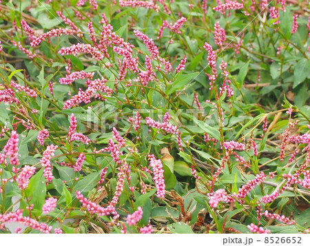 イヌタデの花 8526652