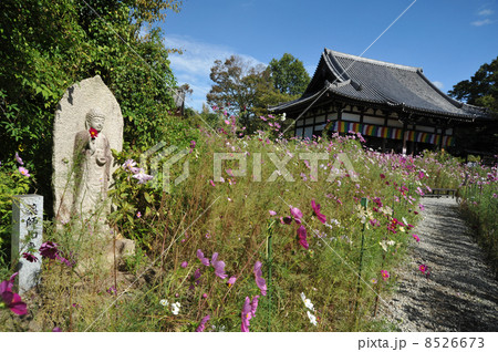 奈良　般若寺の秋 8526673