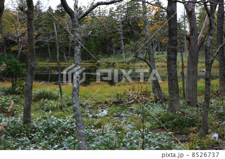 知床五湖 8526737