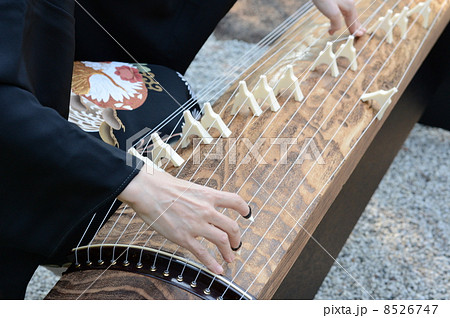 筝を奏でる 8526747
