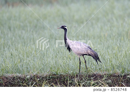 アネハヅル アネハヅル 8526748