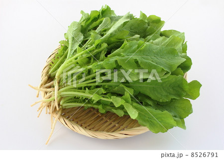 大根菜 大根菜 8526791
