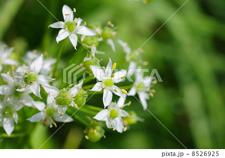 秋に咲いたノビルの花 8526925