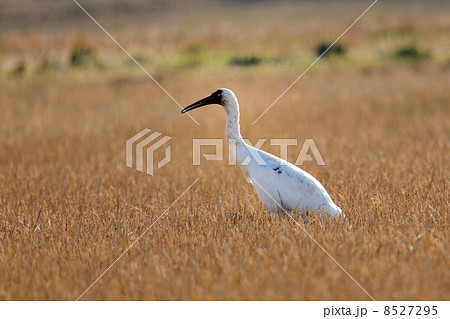 ソデグロヅル 8527295