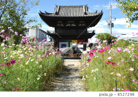 奈良　般若寺の楼門 8527296