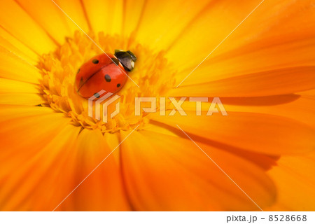 Ladybug sitting on a flower 8528668