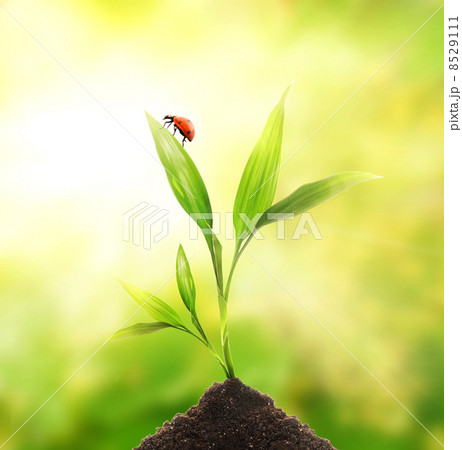 Ladybug sitting on a young plant 8529111