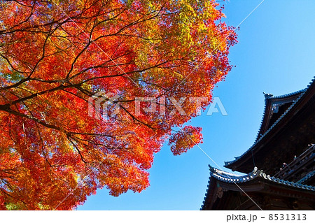 南禅寺三門の紅葉 8531313