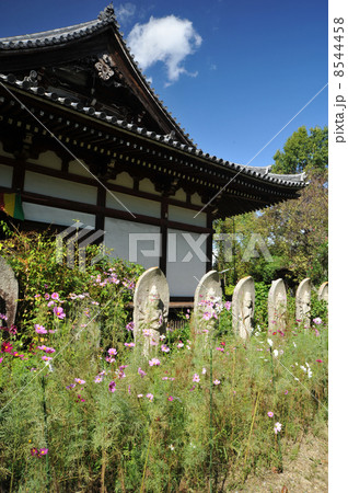 奈良　般若寺のコスモス 8544458