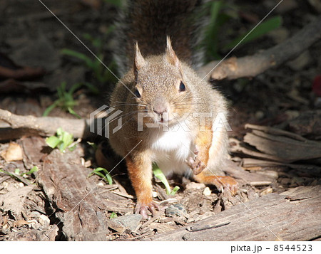 りす 8544523