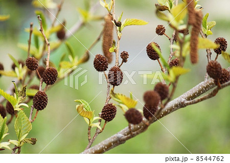 榛の木の実 8544762