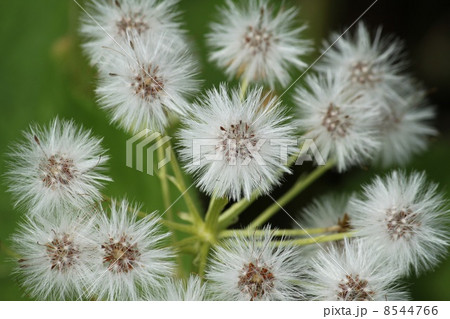 蕗の綿毛 8544766