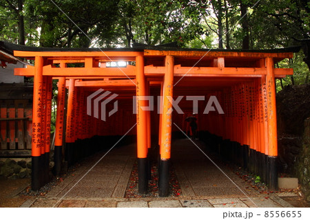 京都　伏見稲荷　千本鳥居 8556655