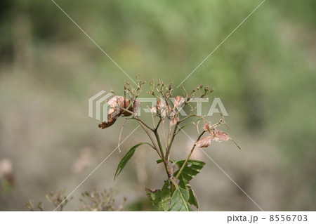 枯れ紫陽花 8556703