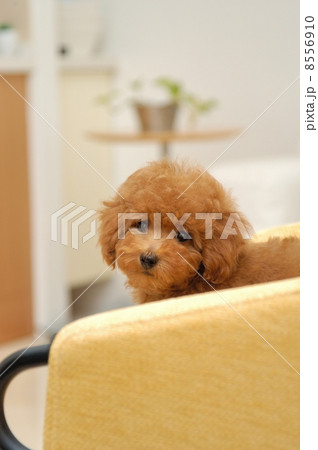 トイプードルの子犬 トイプードルの子犬 8556910