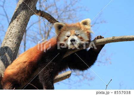 レッサーパンダ レッサーパンダ 8557038