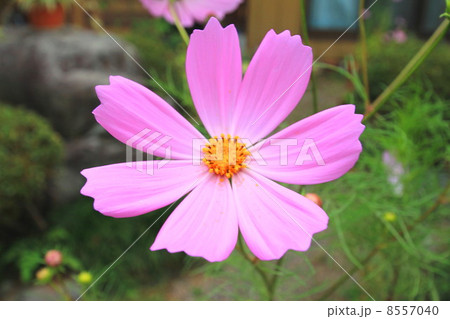 コスモス 8557040