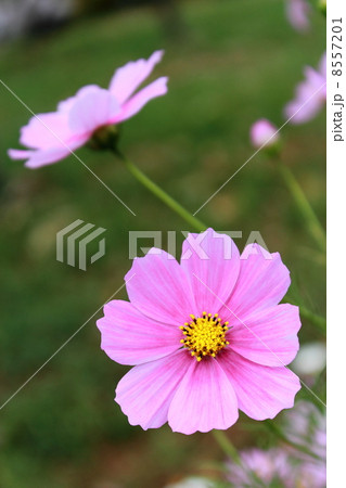 ピンクのコスモス 8557201