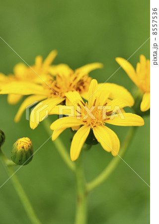 ハンカイソウ 8557536