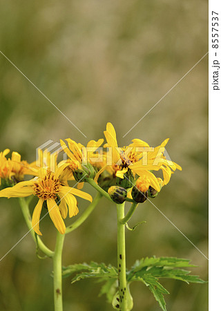 ハンカイソウ 8557537