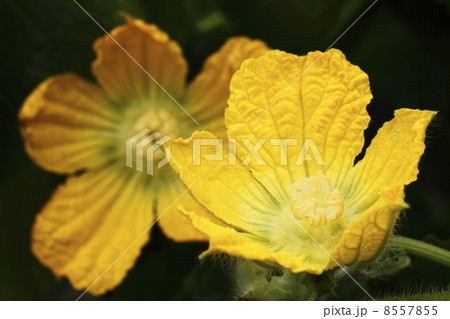 冬瓜の花 8557855