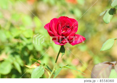 秋のバラ 8558360