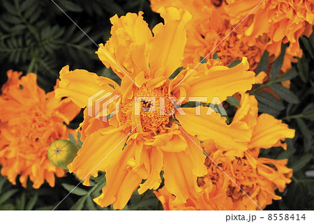 アフリカマリーゴールド 8558414