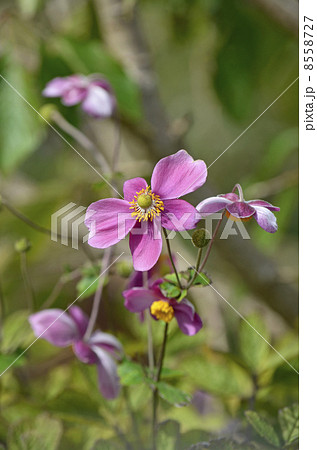 シュウメイギク(秋明菊) シュウメイギク(秋明菊) 8558727