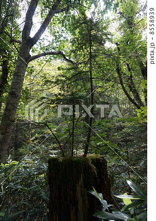 切り株に生えるトドマツ 8558939