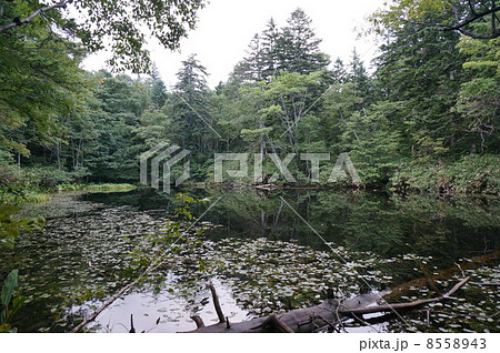 深山の沼　青沼 8558943