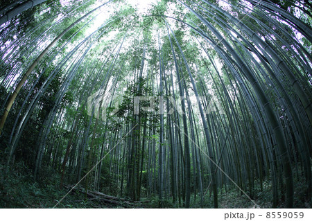 そびえたつ 8559059