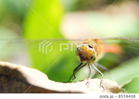 赤とんぼ 8559408