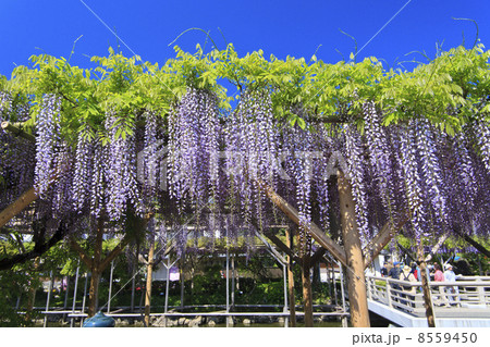 東京都　亀戸天神の藤 8559450