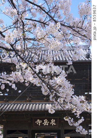 東京都・桜咲く泉岳寺 8559637