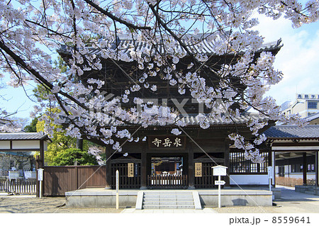 東京都・桜咲く泉岳寺 8559641