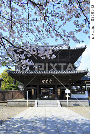 東京都・桜咲く泉岳寺 8559642