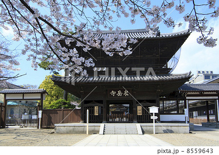 東京都・桜咲く泉岳寺 8559643