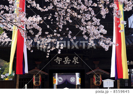 東京都・桜咲く泉岳寺 8559645