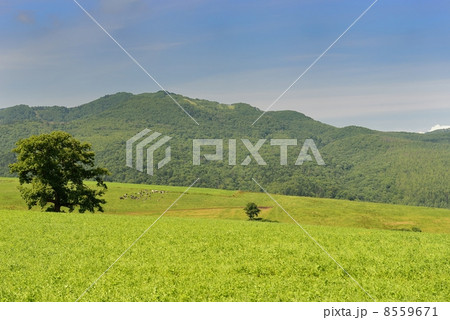 十勝平野 8559671