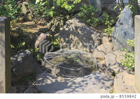 東京都・泉岳寺 吉良上野介首洗いの井戸 東京都・泉岳寺 吉良上野介首洗いの井戸 8559842
