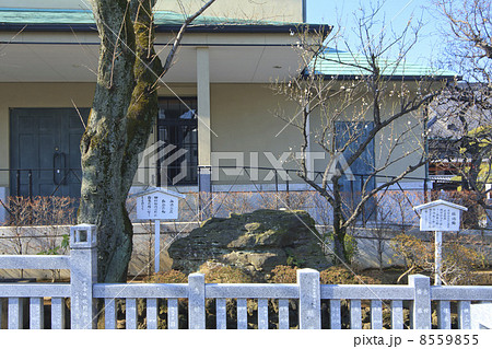 東京都・泉岳寺　血染の石と梅 8559855