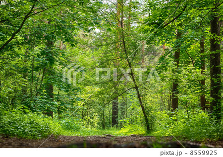 Path in the wood Path in the wood 8559925