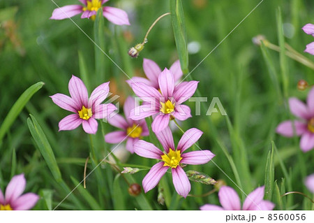 にわぜきしょうのピンクの花 8560056