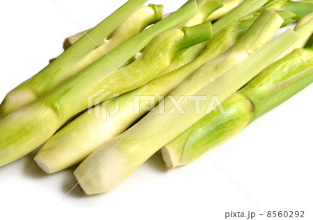 マコモダケ 8560292