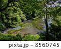 柿田川湧水-2 8560745
