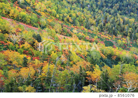 大雪山銀泉台の秋の紅葉 8561076