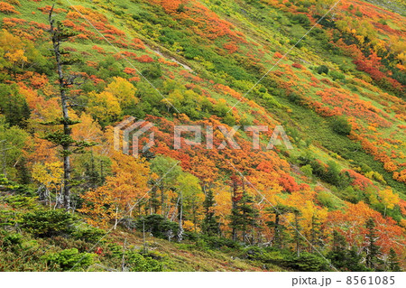 大雪山銀泉台の秋の紅葉 8561085