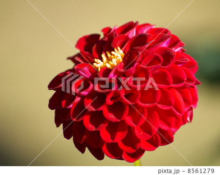 ドレミ赤黒い花の写真素材