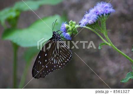 ツマムラサキマダラ青い花上向き 8561327